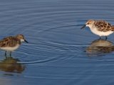 Waders saam